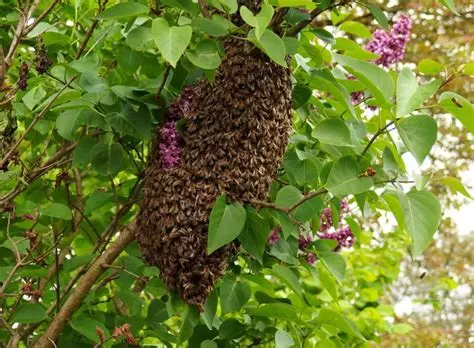 Sauver et Récupérer un essaim d’abeilles.