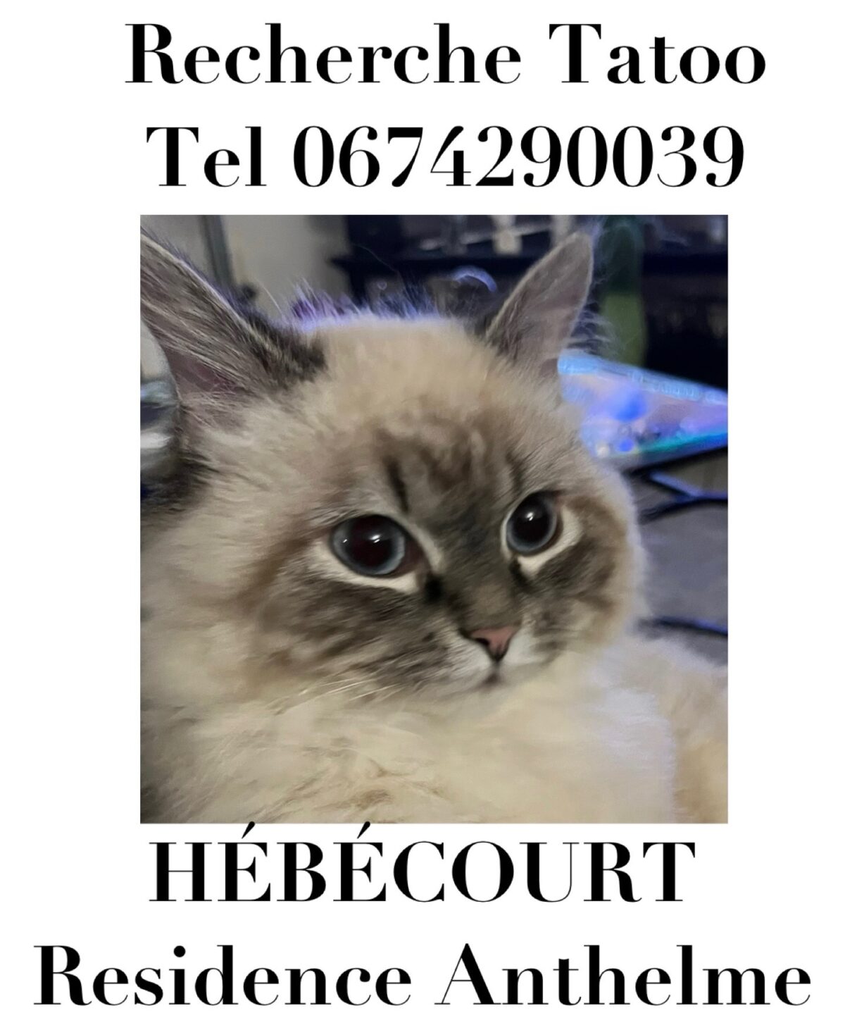 Encore un chat perdu, à vos jumelles!
