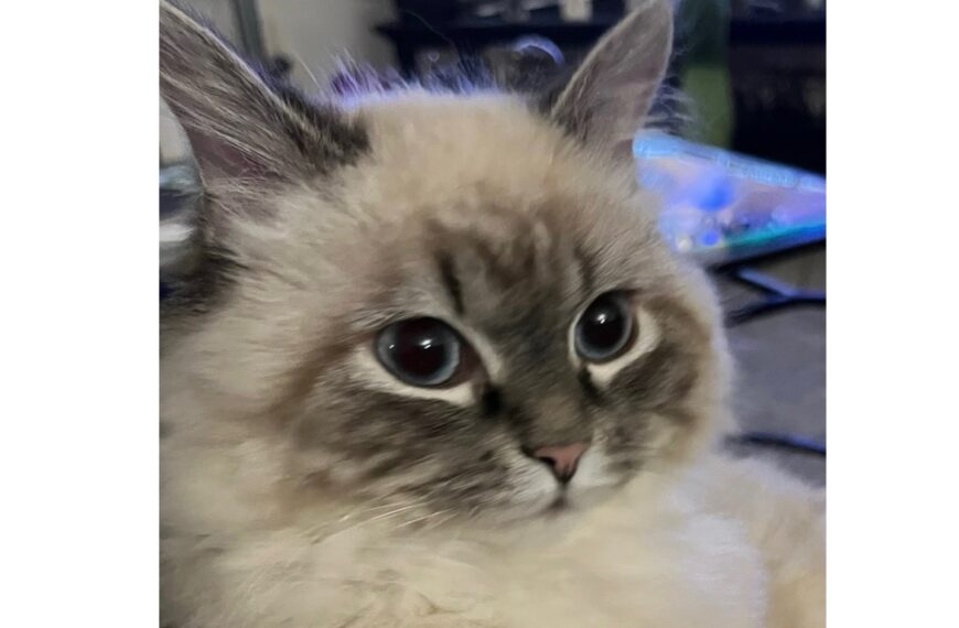 Encore un chat perdu, à vos jumelles!