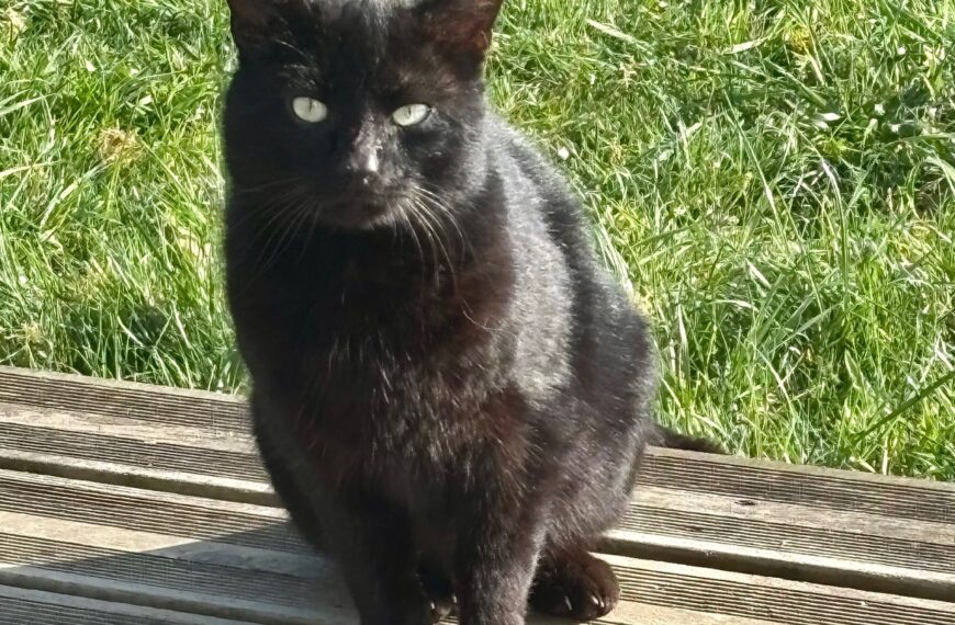 Avez vous perdu un petit chat noir?
