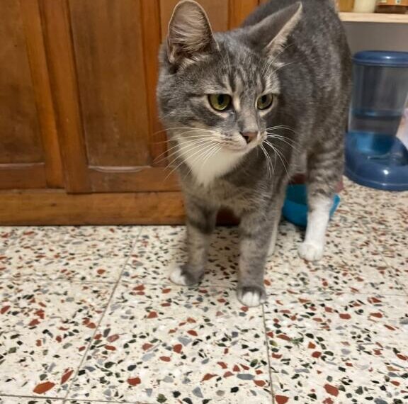 Avis de recherche: Lulu,petit chat perdu dans le village.