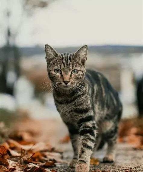 Chat errant à récupérer dans la commune