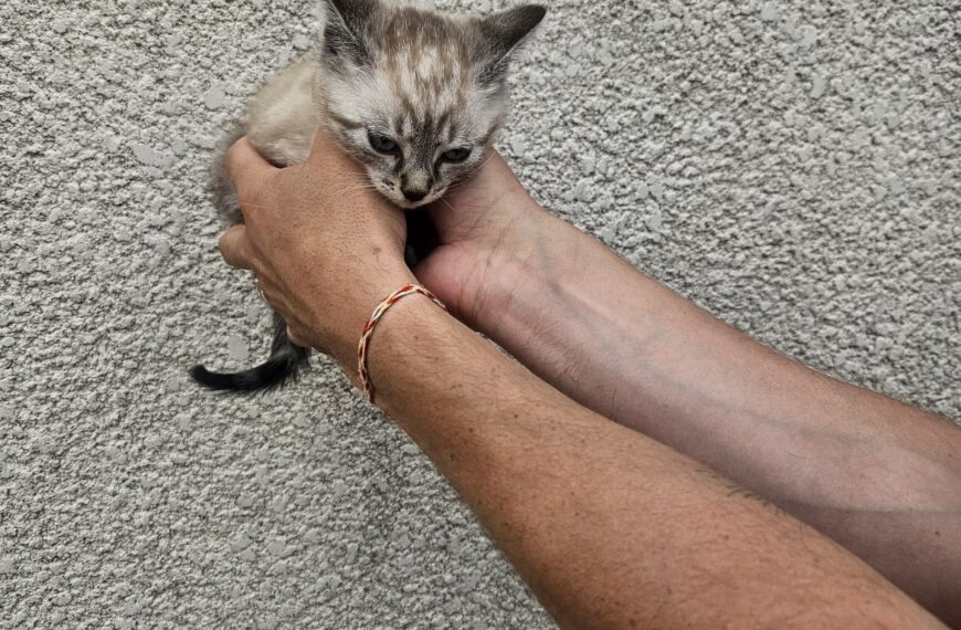 Un petit chat tout mignon a été trouvé.