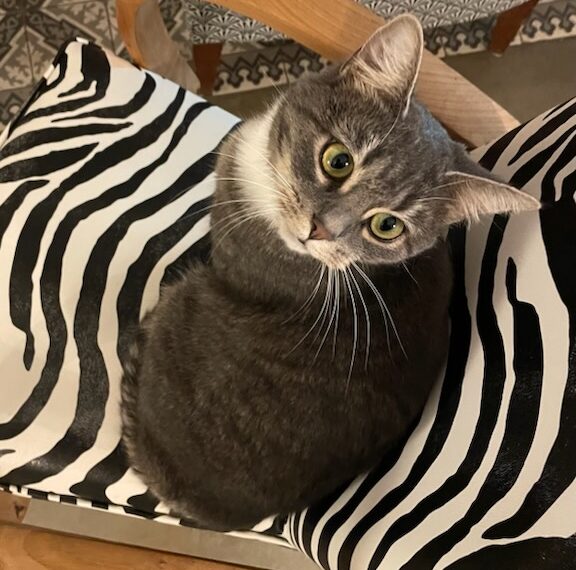 Lulu s’est encore sauvé(e) depuis 3 semaines.