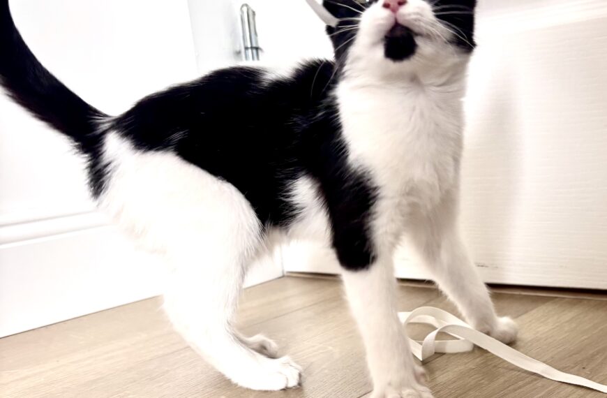 Un petit chat a été trouvé. A qui appartient-il?